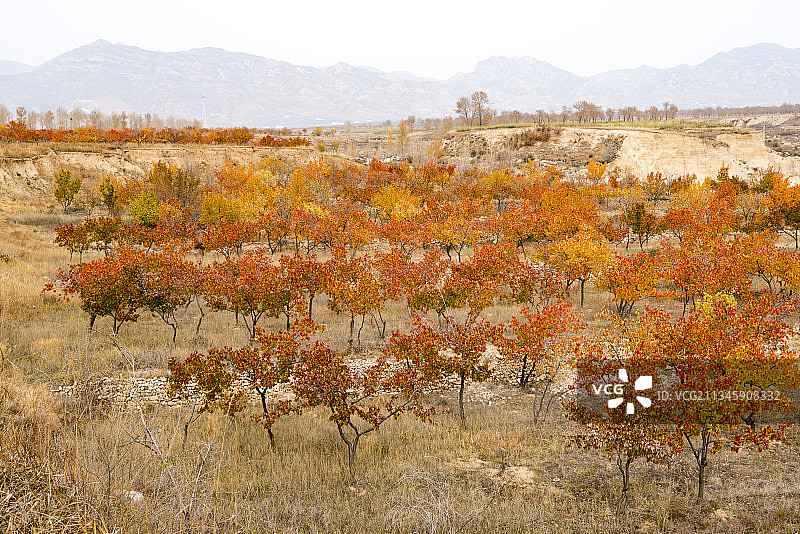 20181020中国 河北省 阳原县 杏树红叶图片素材