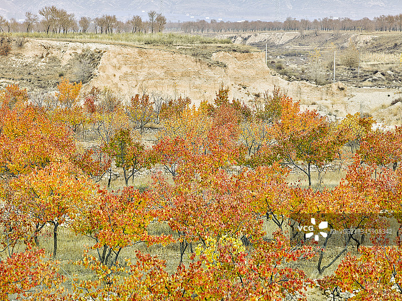 20181020中国 河北省 阳原县 杏树红叶图片素材