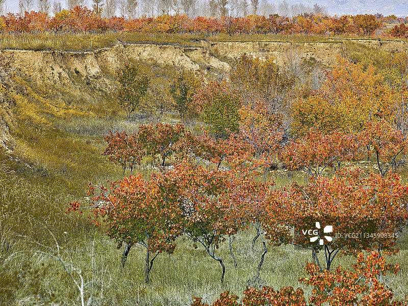 20181020中国 河北省 阳原县 杏树红叶图片素材
