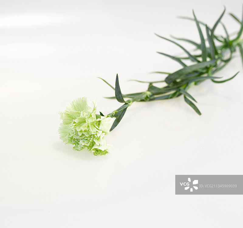 20181222中国 河北省 石家庄市 花卉 四季海棠图片素材