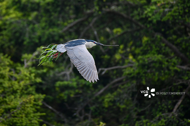 叼树枝的夜鹭图片素材