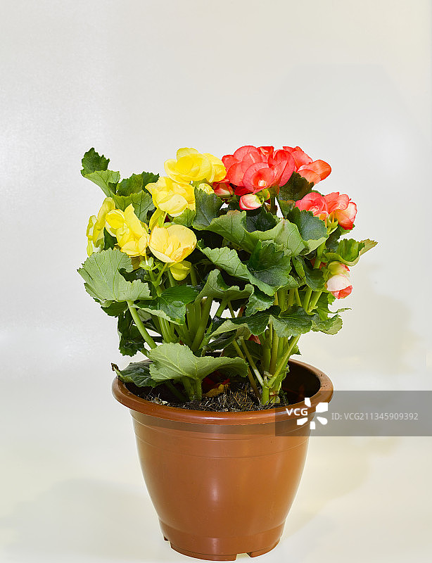 20181222中国 河北省 石家庄市 花卉 四季海棠图片素材