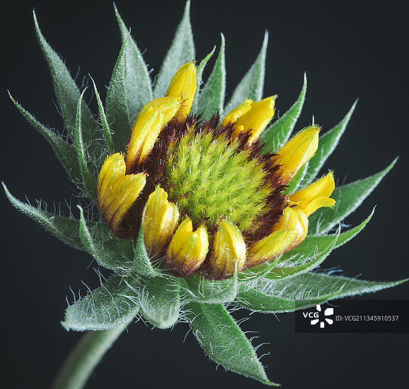 等待盛开的天人菊图片素材