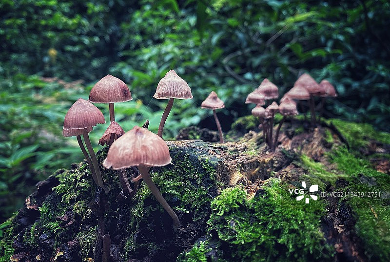 森林小屋图片素材