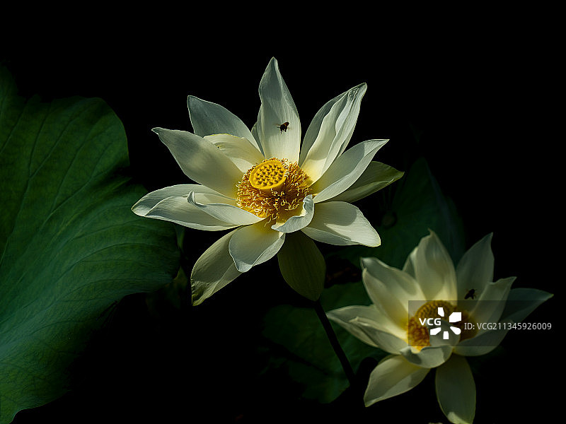 并蒂芙蓉图片素材