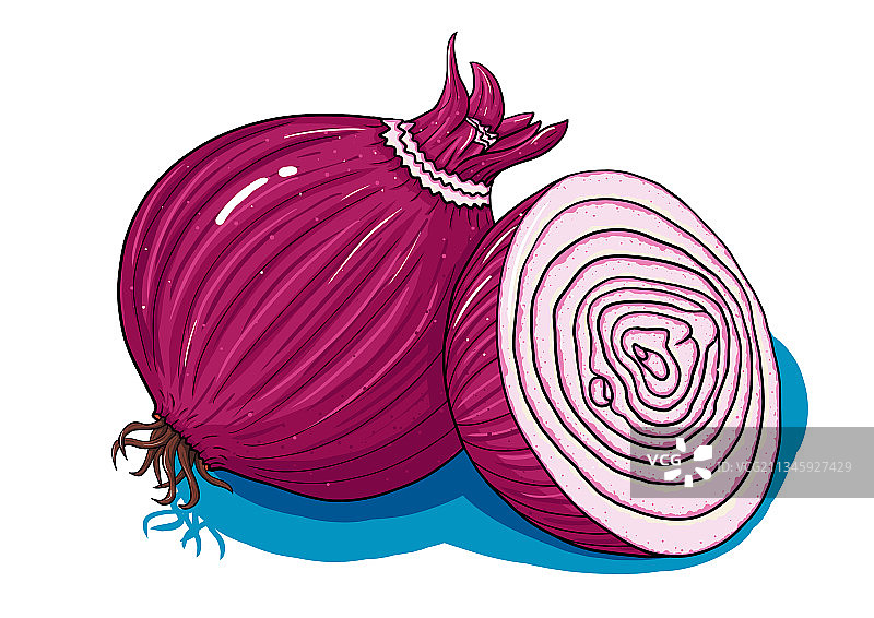 切开的洋红色的洋葱图片素材