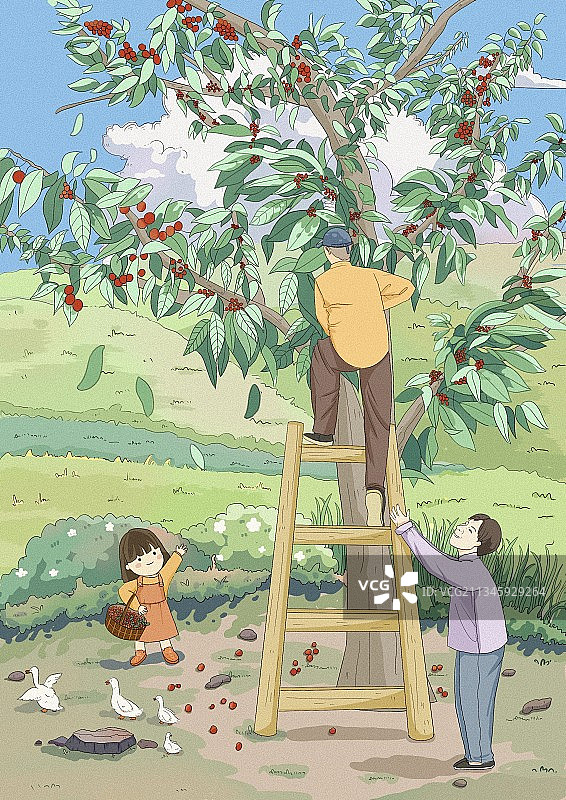 家门口的樱桃树图片素材