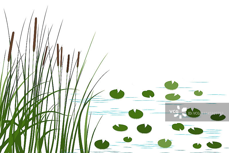 手绘芦苇草图图片素材