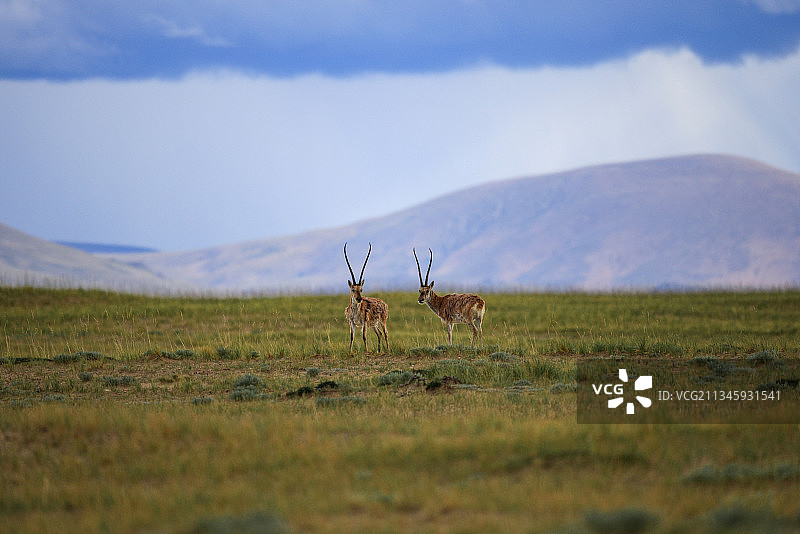藏羚羊图片素材
