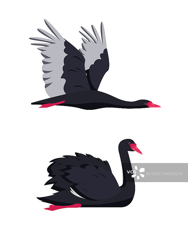 游泳和飞翔的黑天鹅鸟类合集图片素材