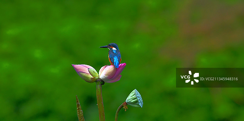 我应站哪深圳洪湖公园图片素材