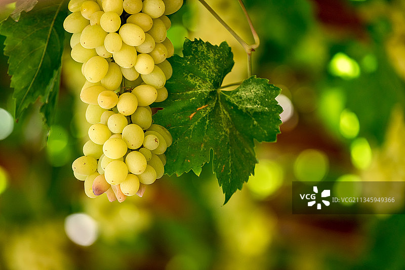 吐鲁番葡萄沟的葡萄图片素材