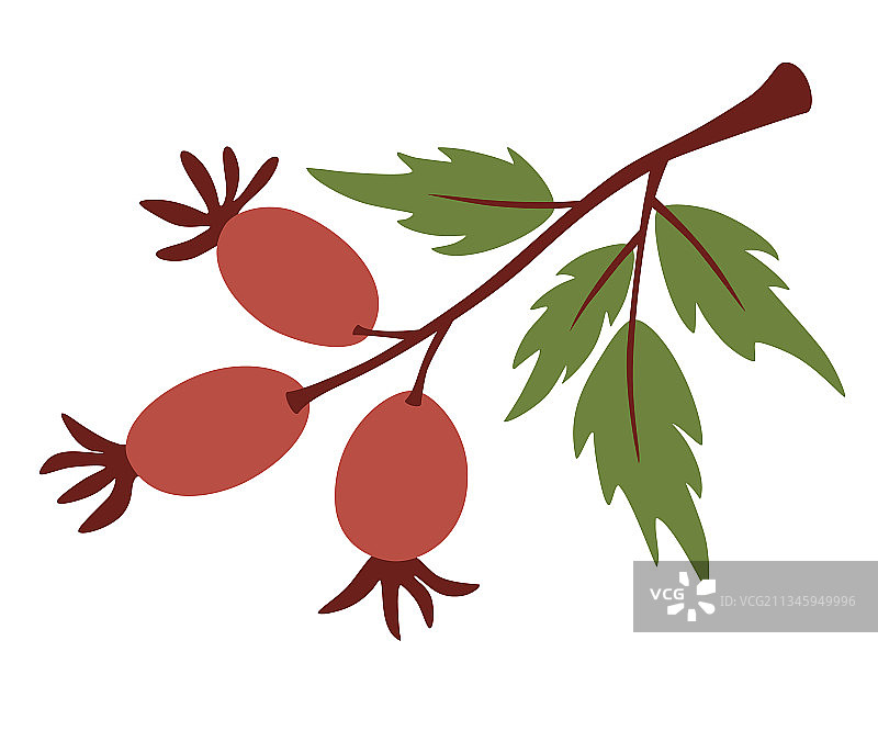 带红色野生浆果的可爱树枝玫瑰果枝图片素材