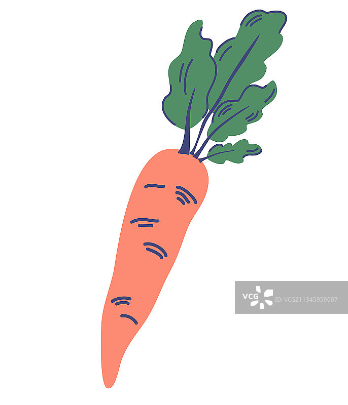 带绿叶的新鲜胡萝卜，蔬菜有益健康图片素材