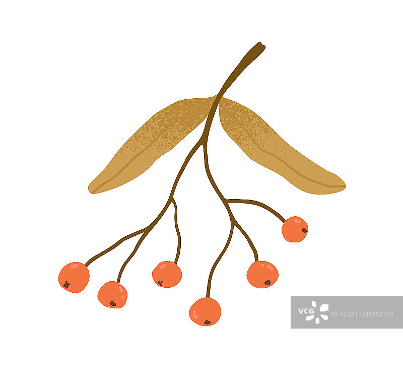 带有叶子和红色浆果的秋季花楸树枝图片素材