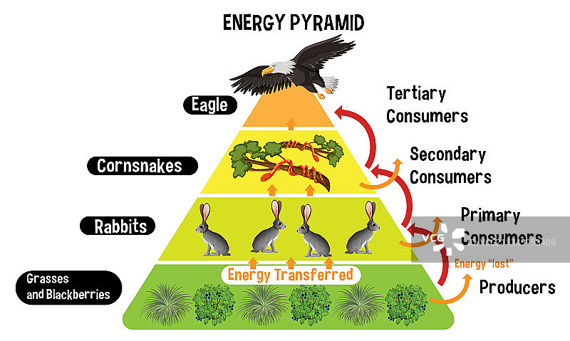 用于教育的能量金字塔图图片素材