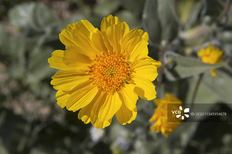 沙漠向日葵图片素材