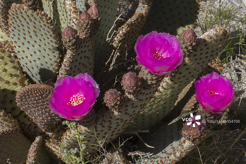 海狸尾仙人掌的花朵和花苞图片素材