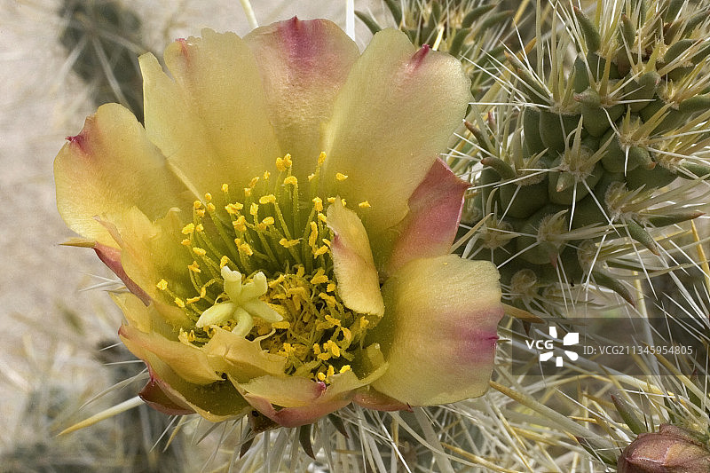 银色乔拉仙人掌花图片素材