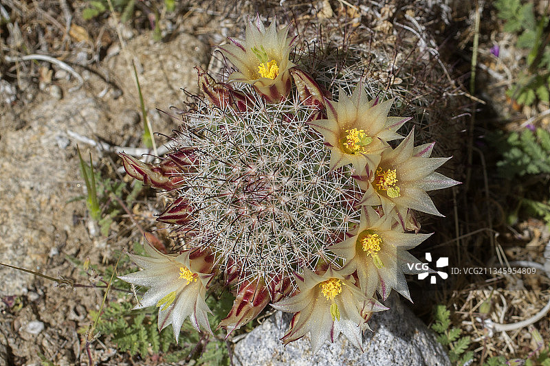 乳突球仙人掌，又名鱼钩仙人掌，带花图片素材