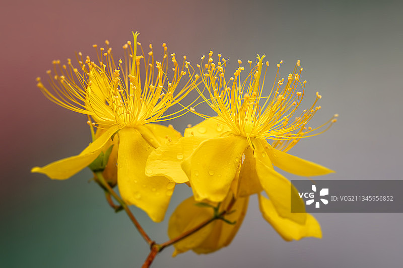 金丝桃图片素材