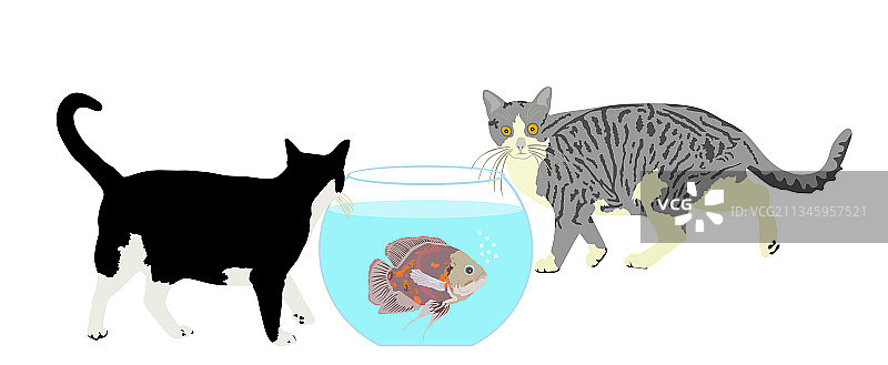 两只饥饿的猫在鱼缸里绕着鱼走图片素材