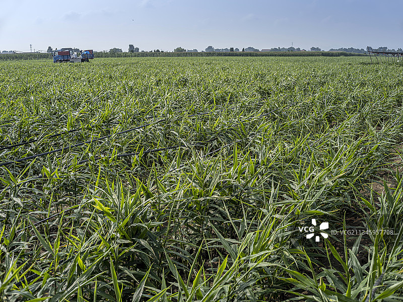 田地里种植的生姜图片素材