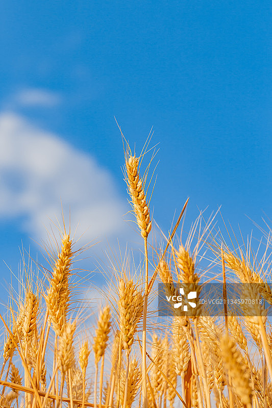 中国河南郑州黄河边夏季乡村麦田风光麦穗特写图片素材