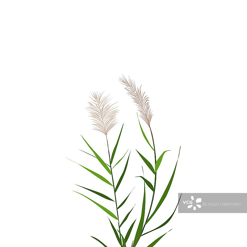手绘芦苇草图图片素材