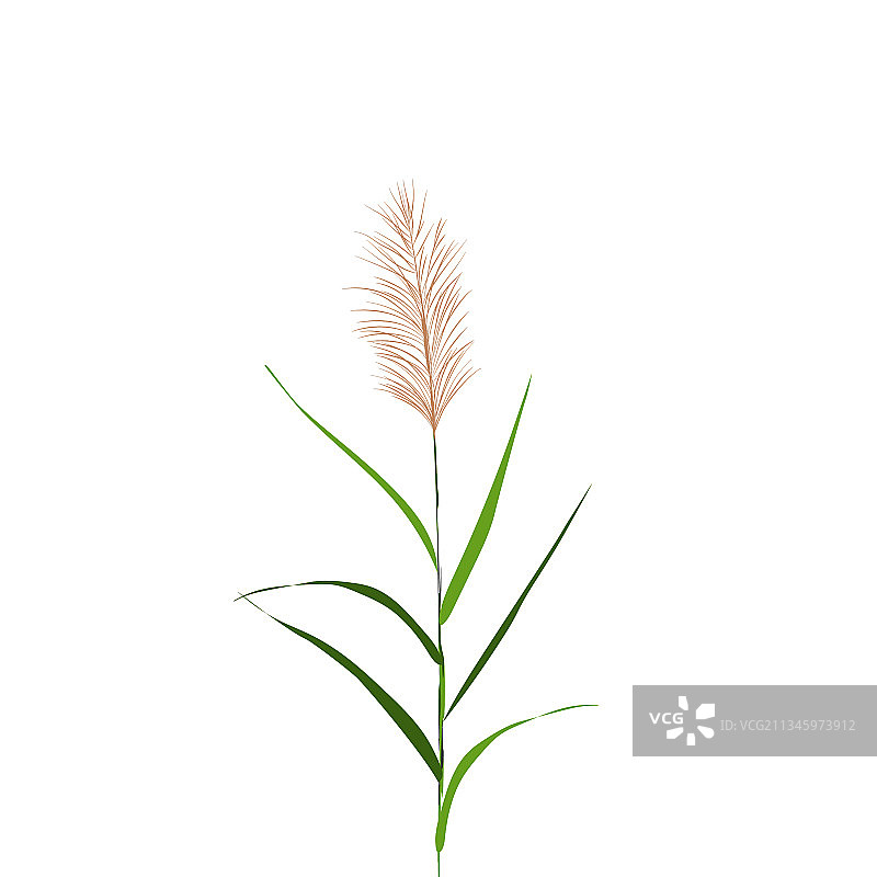 手绘芦苇草图图片素材