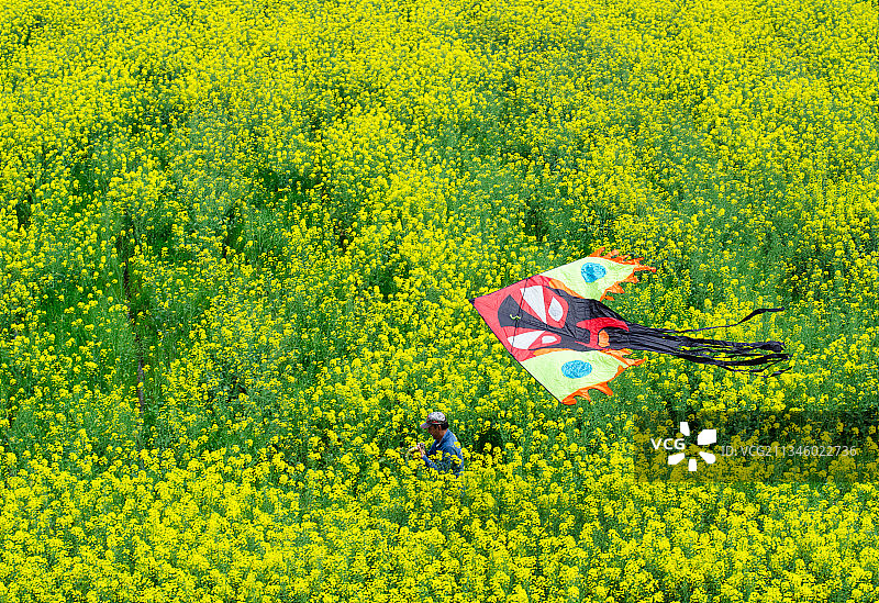 江苏省南京市高淳区油菜花海美景图片素材