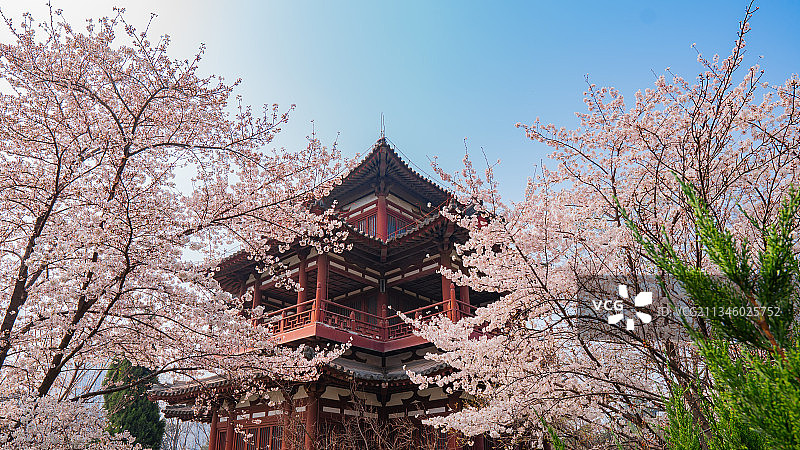 樱中寺图片素材