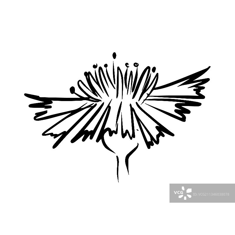 手绘矢车菊花线条艺术图片素材