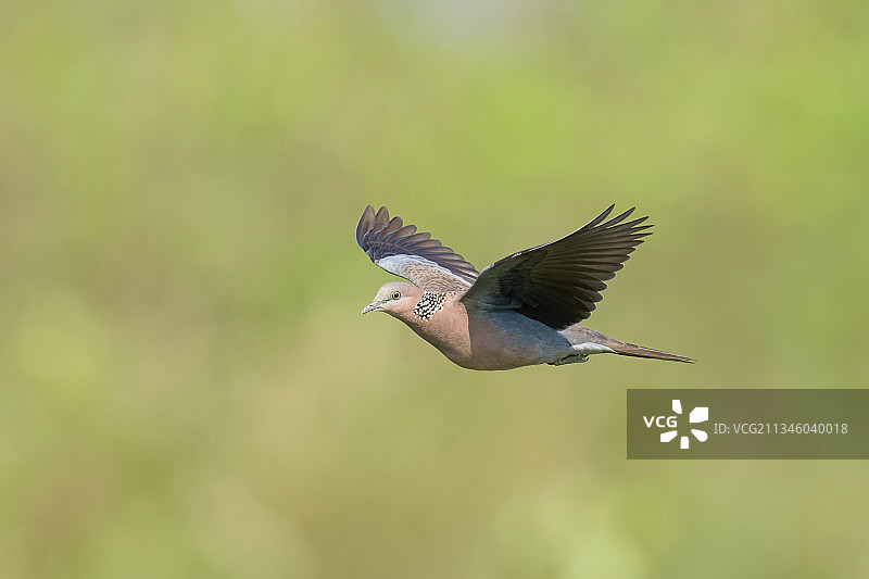 珠颈斑鸠图片素材