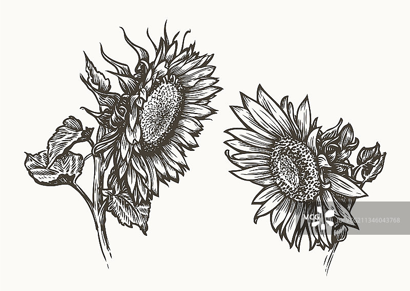 向日葵籽花朵食材组合图片素材