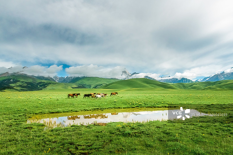 理塘格聂神山夏季草甸花海和马群自然风光图片素材