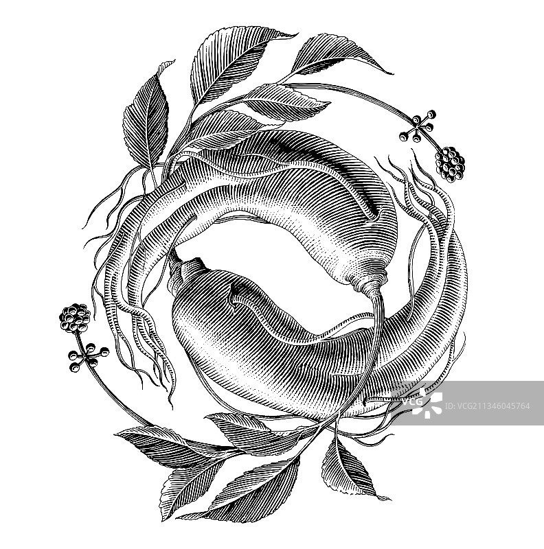 手绘复古雕刻风格人参标志图片素材