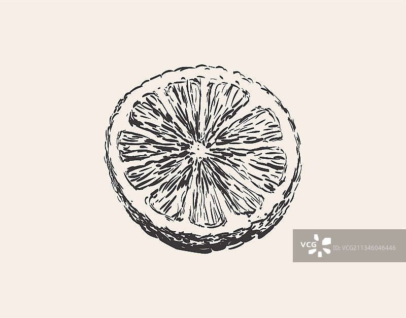 柠檬片西柚橙柑橘手绘圆形图片素材