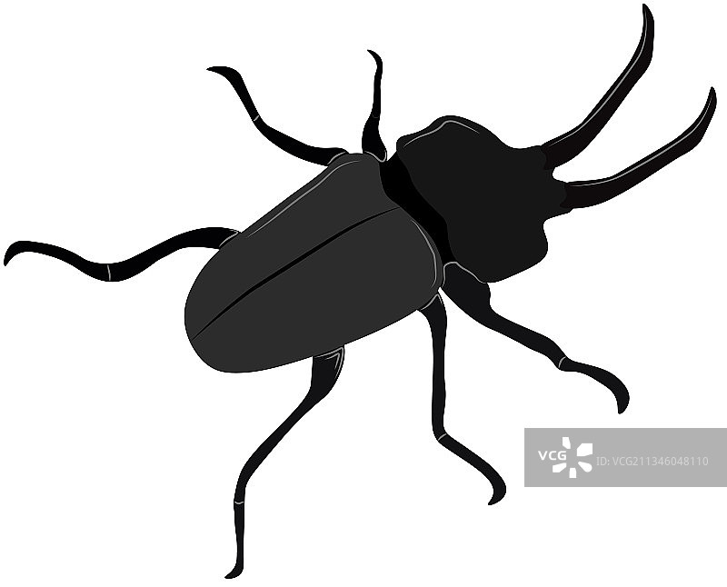 深色大角锹甲图片素材