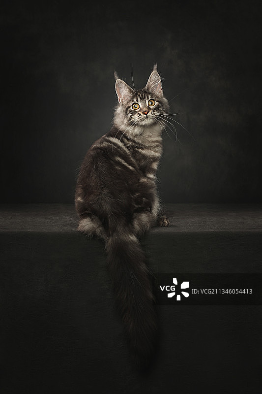 缅因猫图片素材