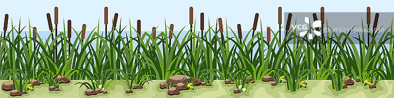 草地池塘或湖边的芦苇图片素材