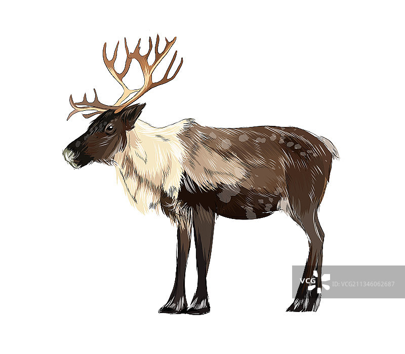 水彩飞溅效果驯鹿肖像图片素材