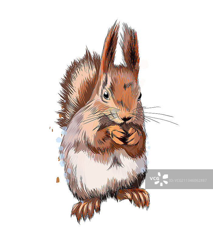 水彩风格的欧亚红松鼠图片素材