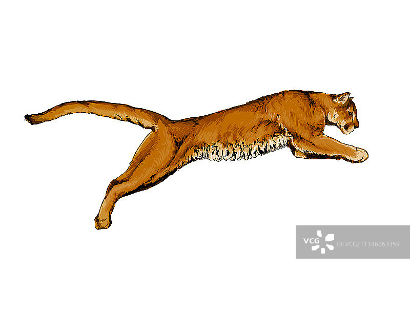 水彩风格的美洲狮图片素材