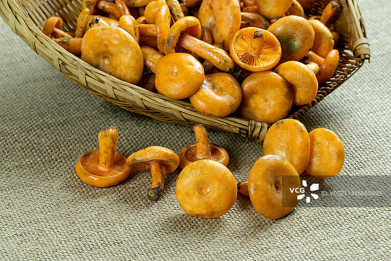 采摘的松菌图片素材