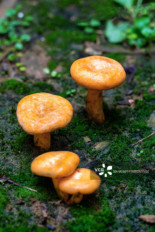 生长中的松乳菇图片素材