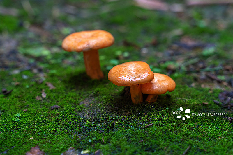 生长中的雁来蕈图片素材