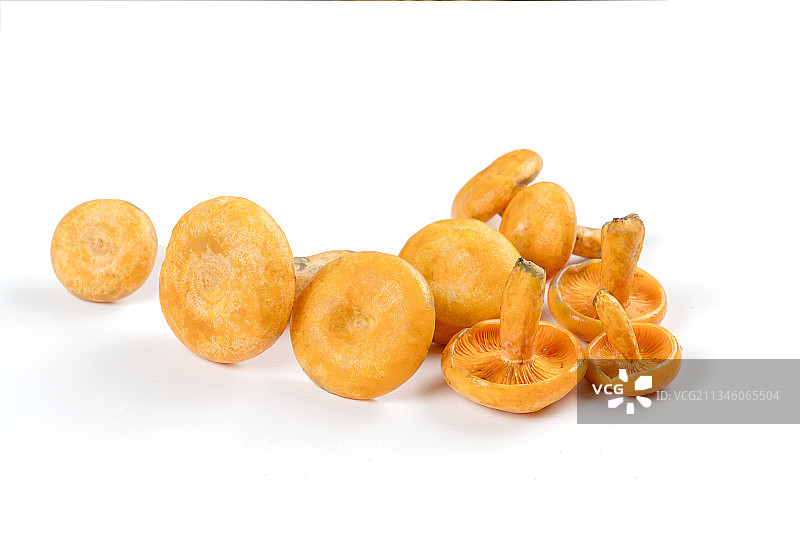 白背景上的松乳菇图片素材