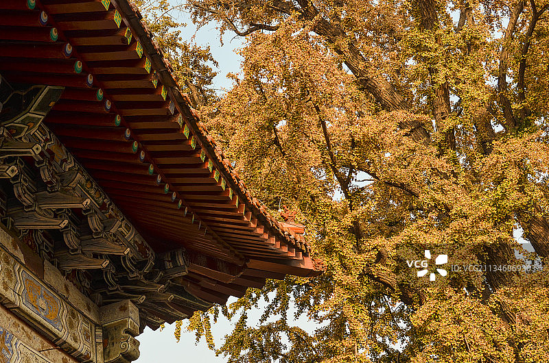 山东省泰安市岱庙建筑秋天树图片素材