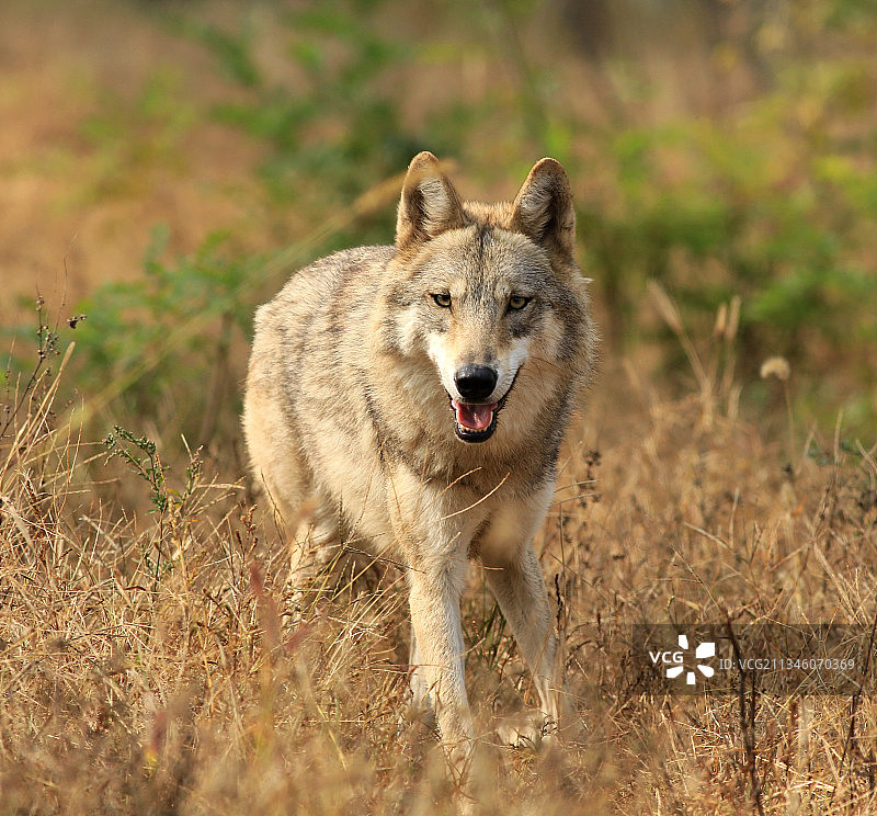 漂亮的动物图片素材